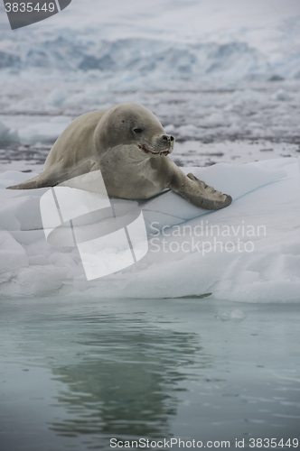 Image of Crabeater seals on the ice.