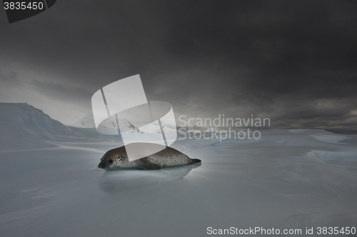 Image of Crabeater seals on the ice.