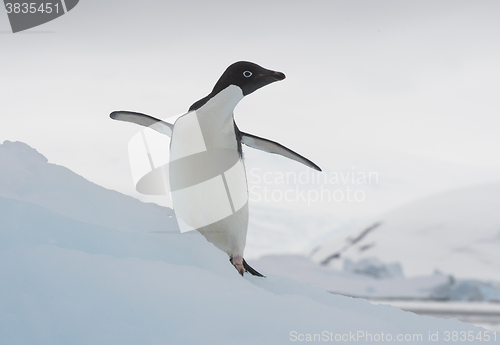 Image of Adelie Penguin on an Iceberg