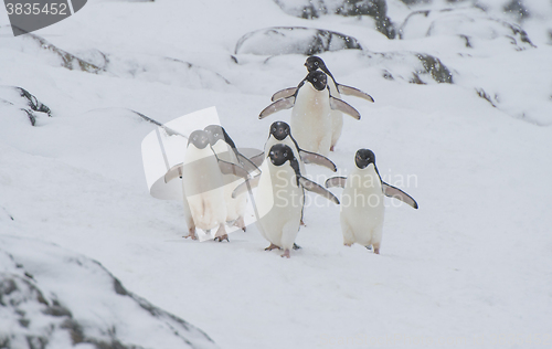 Image of Adelie Penguin on snow