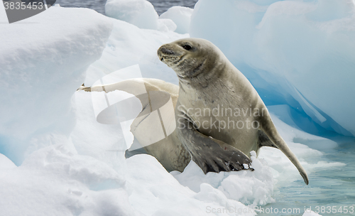 Image of Crabeater seals on the ice.