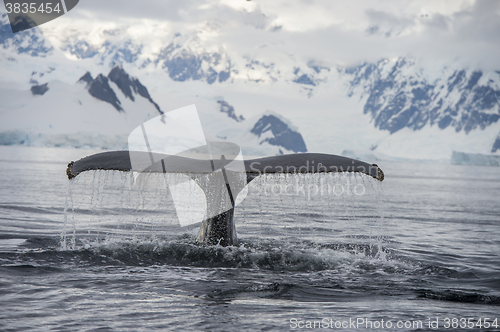 Image of Humpback Whale tail 
