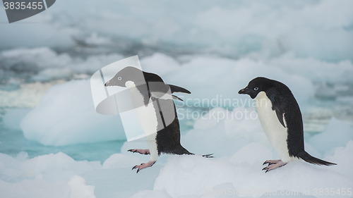 Image of Adelie Penguin on an Iceberg