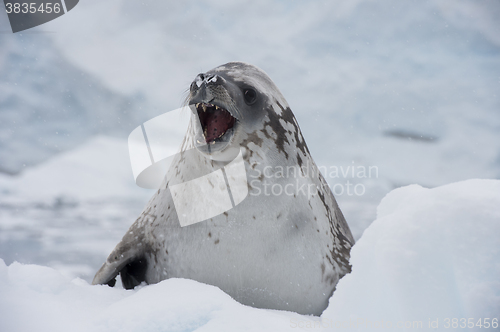 Image of Crabeater seals on the ice.