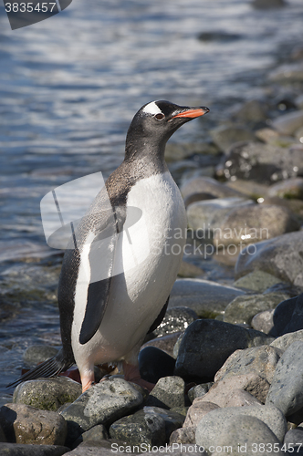 Image of Gentoo Penguin  on the beach