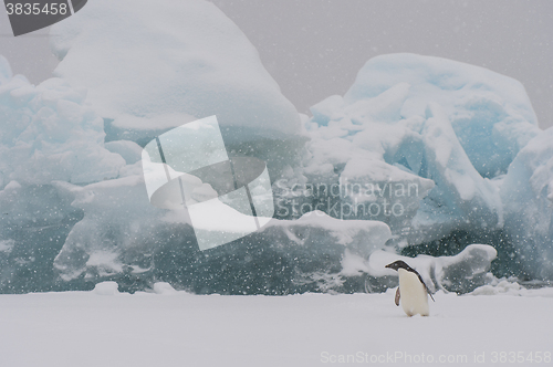 Image of Adelie Penguin on an Iceberg