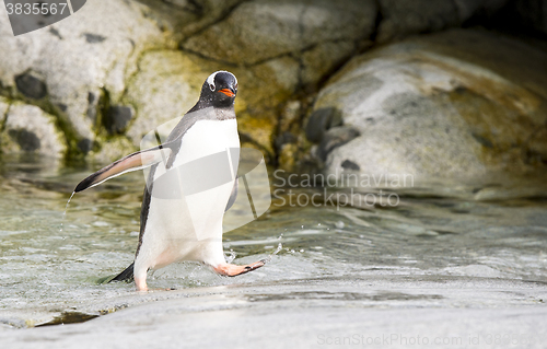 Image of Gentoo Penguin runs over water