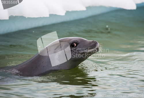 Image of Crabeater seals in the water