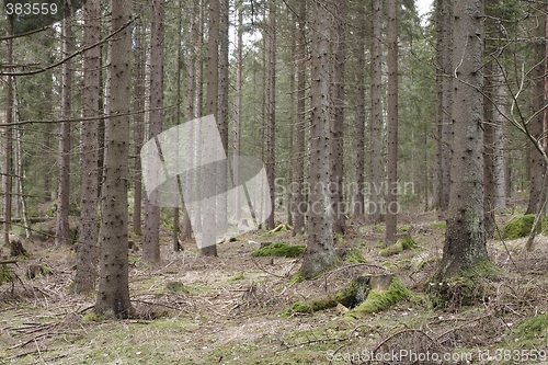 Image of Forest