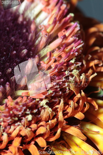 Image of  gerbera stamen floral abstract background