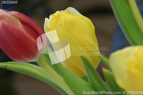 Image of  celebratory bouquet of tulips