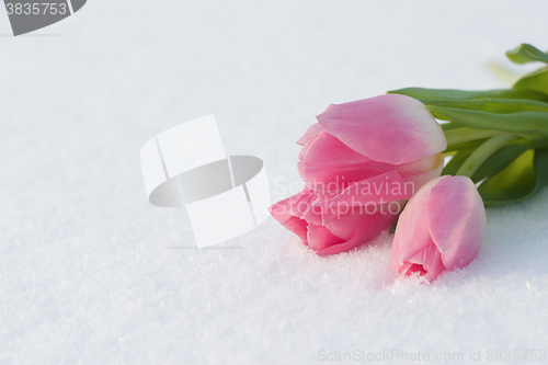 Image of Spring card with tulips in the snow