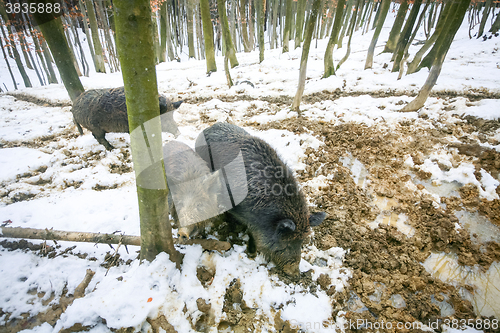 Image of Three wild hogs in mud