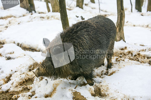 Image of Wild hog in woods