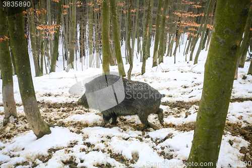 Image of Wild boar in muddy snow