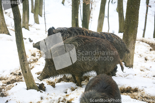 Image of Three wild hogs in woods