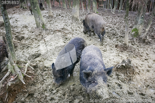 Image of Wild boars digging mud