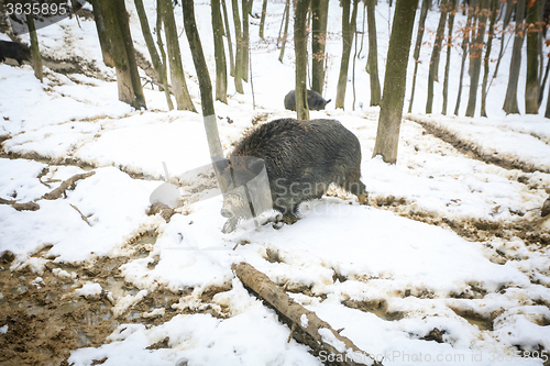 Image of Wild boar walking in woods