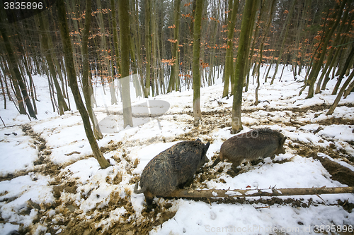 Image of Wild hogs in muddy snow