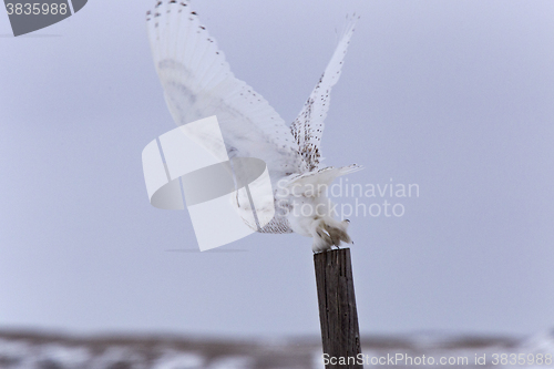 Image of Snowy Owl in Flight 