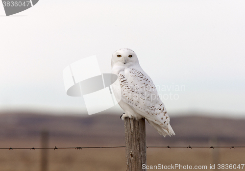 Image of Snowy Owl on Fence Post