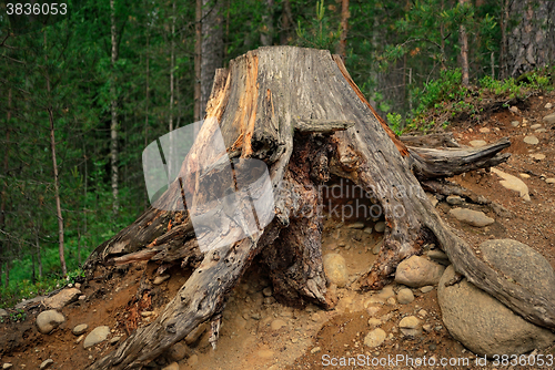 Image of Old stump.