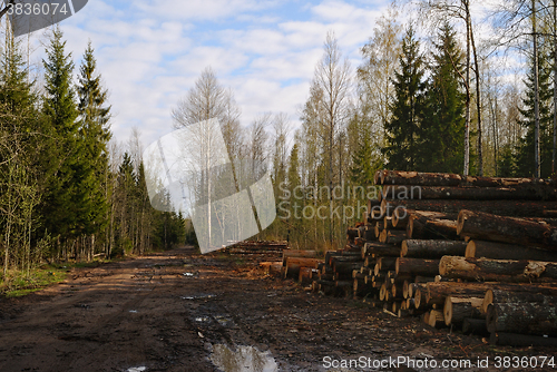 Image of Forest road.