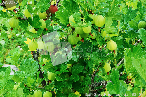 Image of Berries of gooseberries.