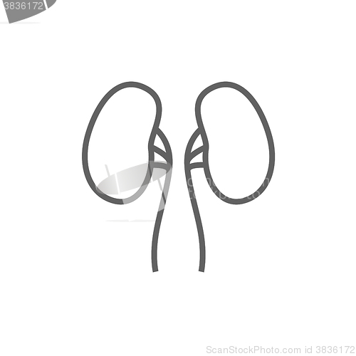 Image of Kidney line icon.