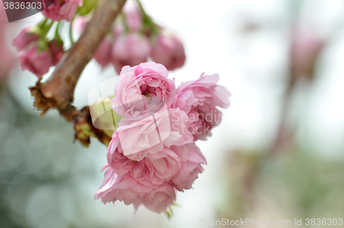 Image of Japanese apricot blossom