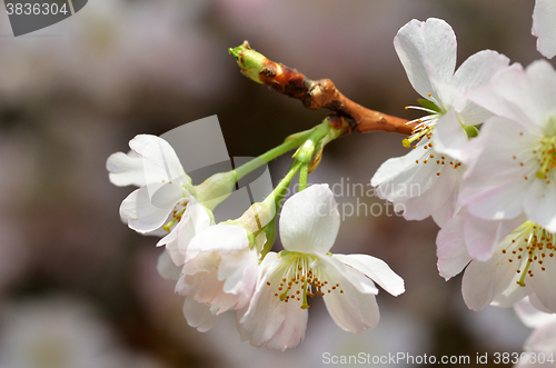Image of Beautiful Cherry blossom