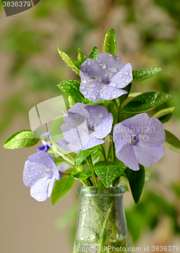 Image of Young Hydrangea flower with dew