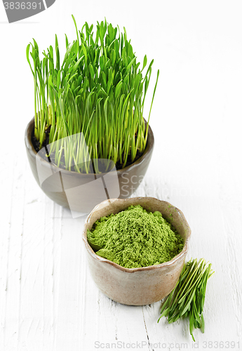 Image of bowl of wheat sprouts powder