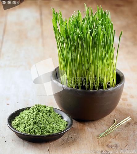 Image of wheat sprouts and powder