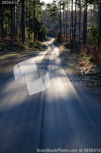 Image of Gravel road through a coniferous forest