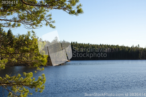 Image of Sunlit pine tree branches by a lake