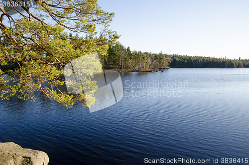 Image of Pine tree branches by a lake