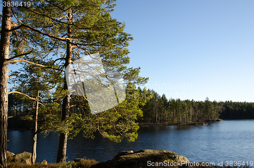 Image of Small lake in the woods