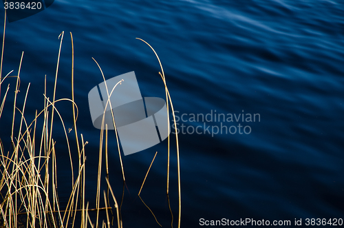 Image of Sunlt grass straws in blue water
