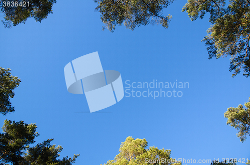 Image of Pine tree tops surrounding space with blue sky