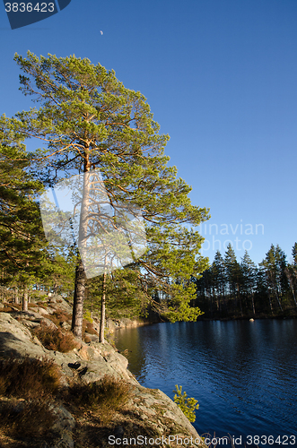 Image of Lakeside view in the woods