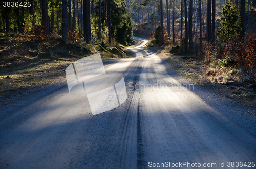 Image of Gravel road in a coniferous forest at spring