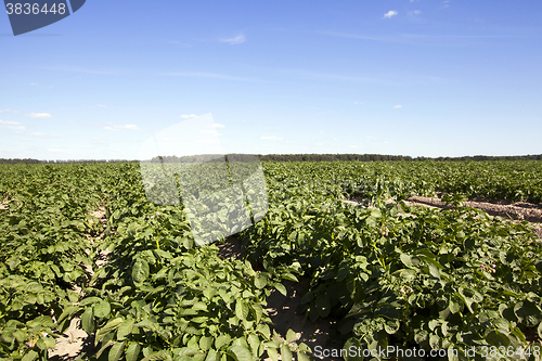 Image of green leaves of potato  