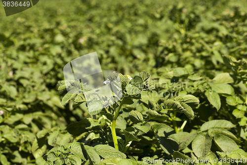 Image of green leaves of potato 