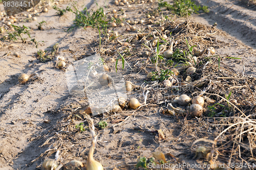 Image of Harvesting onion field  
