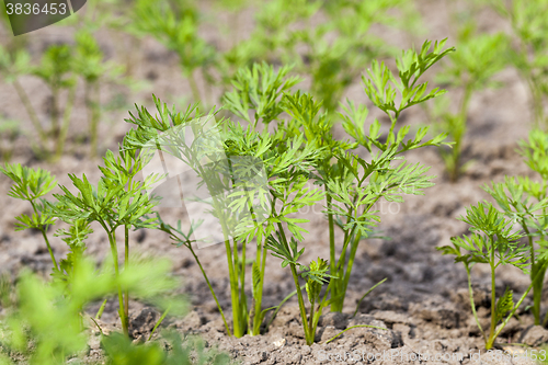 Image of Field with carrot  