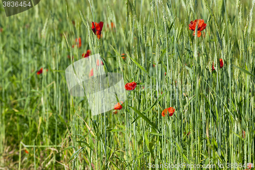 Image of Red poppy flowers 