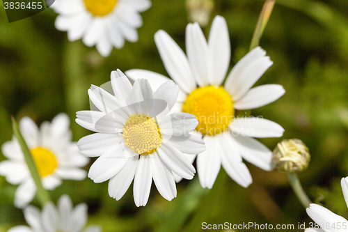 Image of white daisy , flowers.