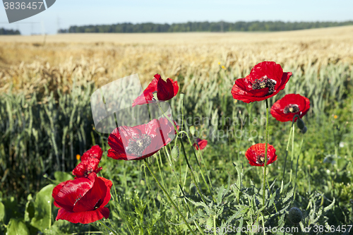 Image of red poppies in a field  