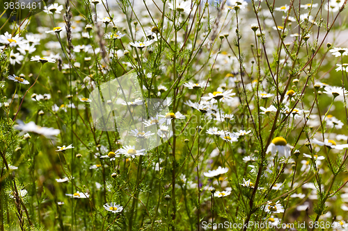 Image of white daisy,  bloom